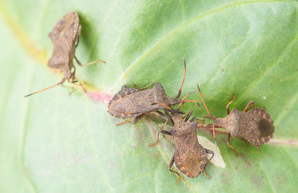 Coreus marginatus - közönséges karimáspoloska