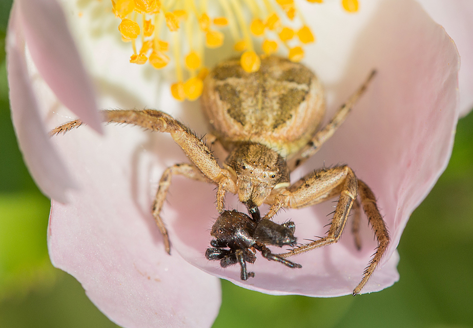 Xysticus