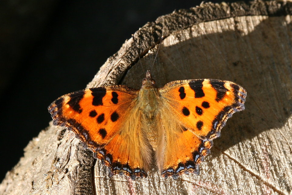Nymphalis polychloros - nagy rókalepke