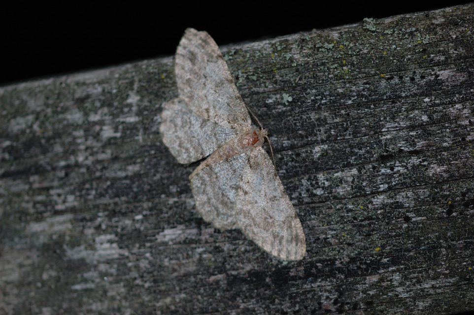Hypomecis punctinalis - pettyes faaraszoló