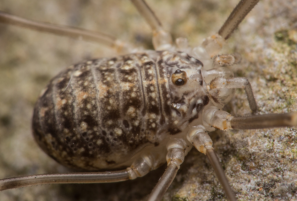 Opilio saxatilis