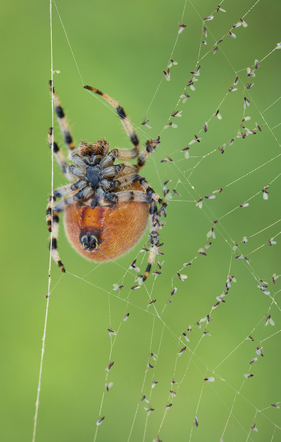 Araneus quadratus - négyes keresztespók