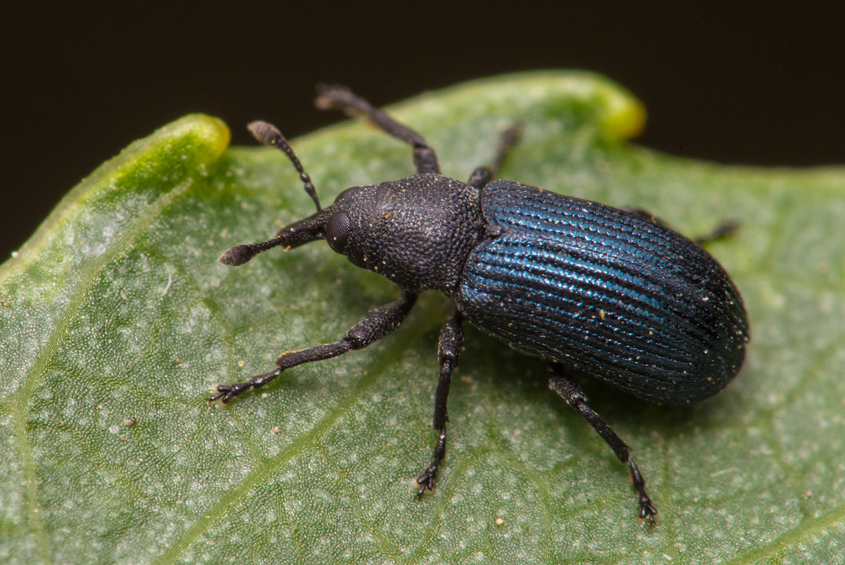 Magdalis nitidipennis - tömpeorrú magdolnaormányos