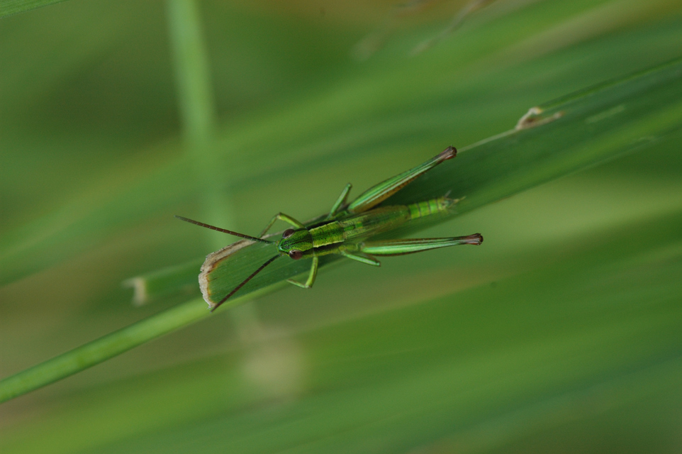 Euthystira brachyptera - smaragdzöld sáska
