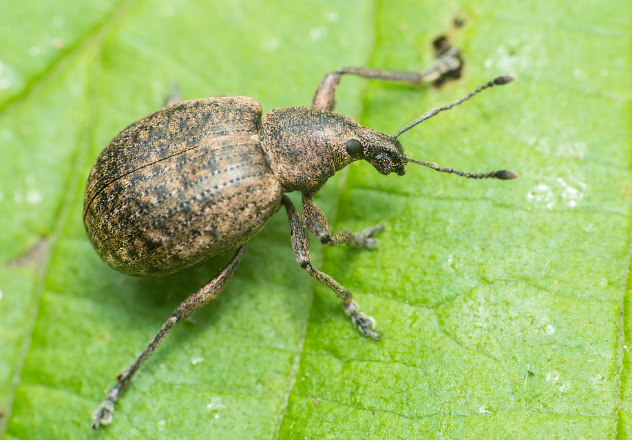 Liophloeus
