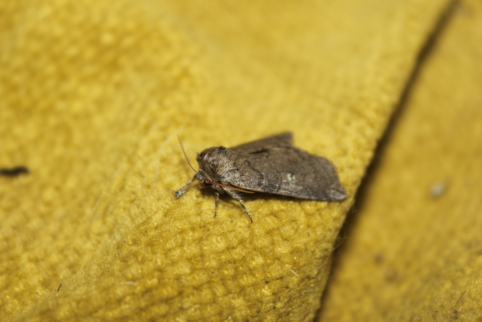 Tethea or - bélyeges pihésszövő