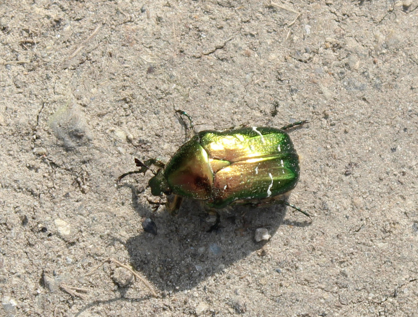 Cetonia aurata - aranyos virágbogár
