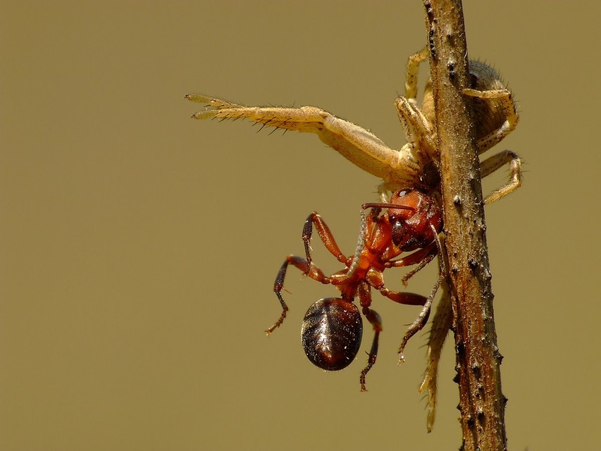 Xysticus