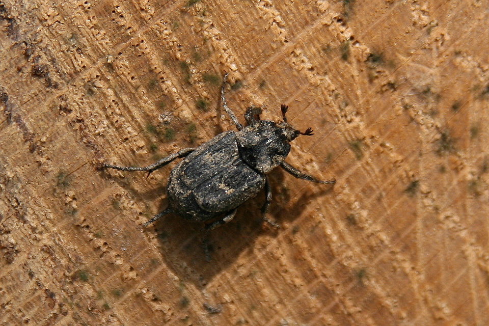 Valgus hemipterus - suta virágbogár