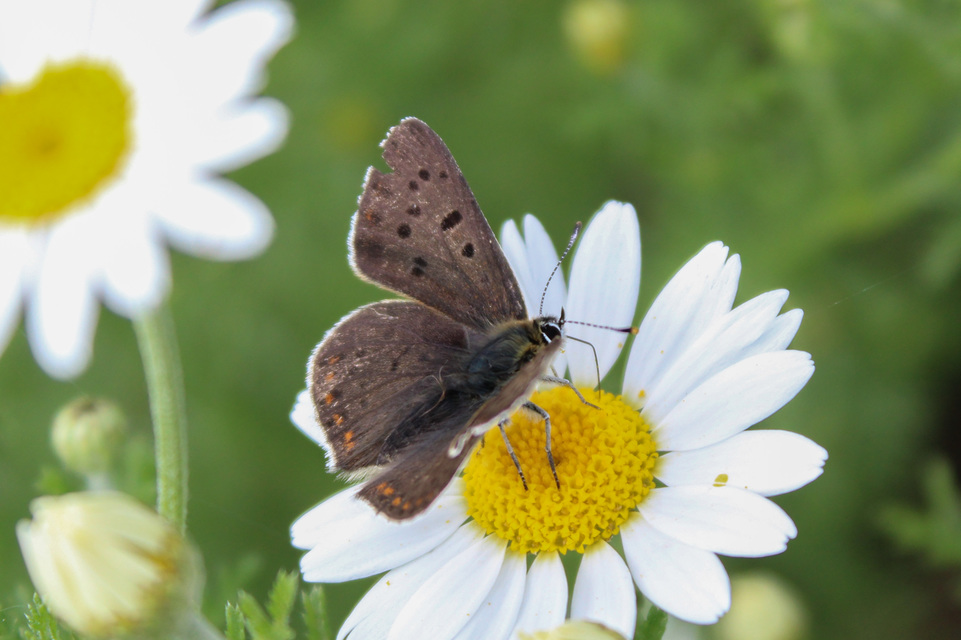 Lycaena tityrus - barna tűzlepke
