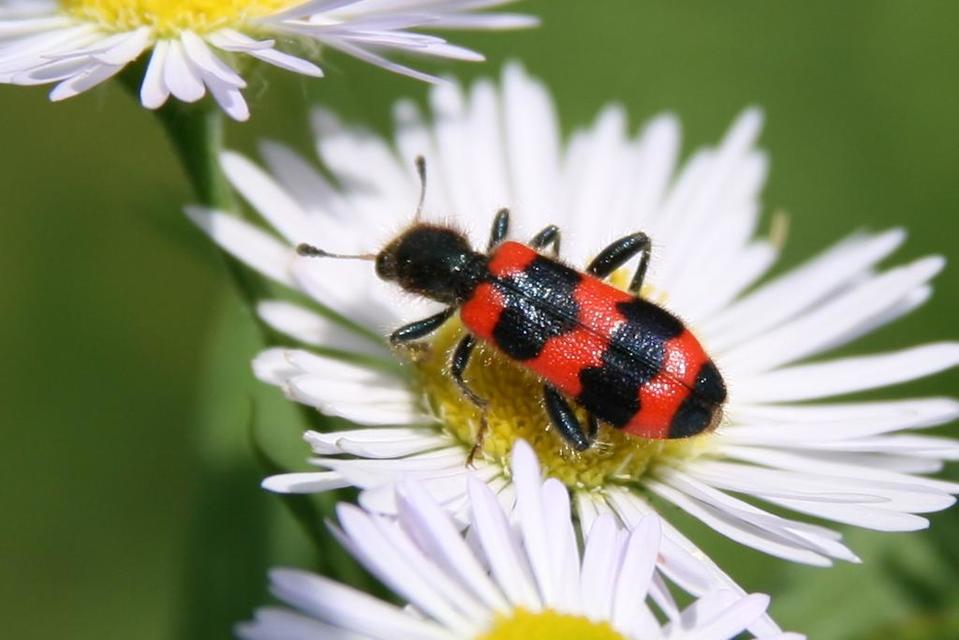Trichodes apiarius - szalagos méhészbogár