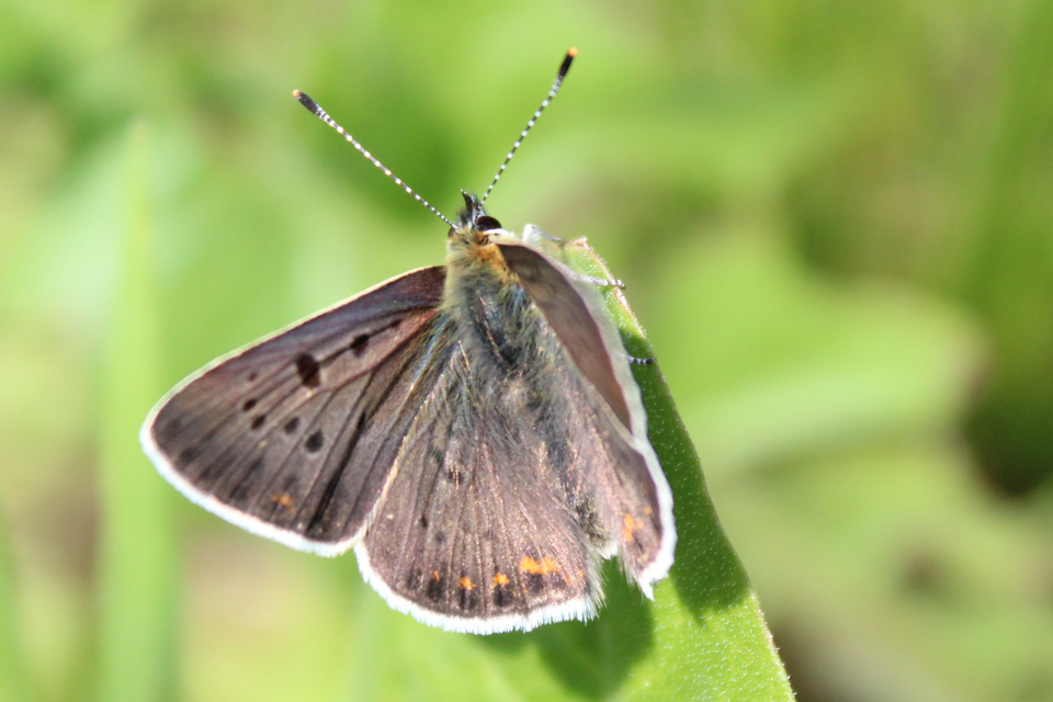 Lycaena tityrus - barna tűzlepke