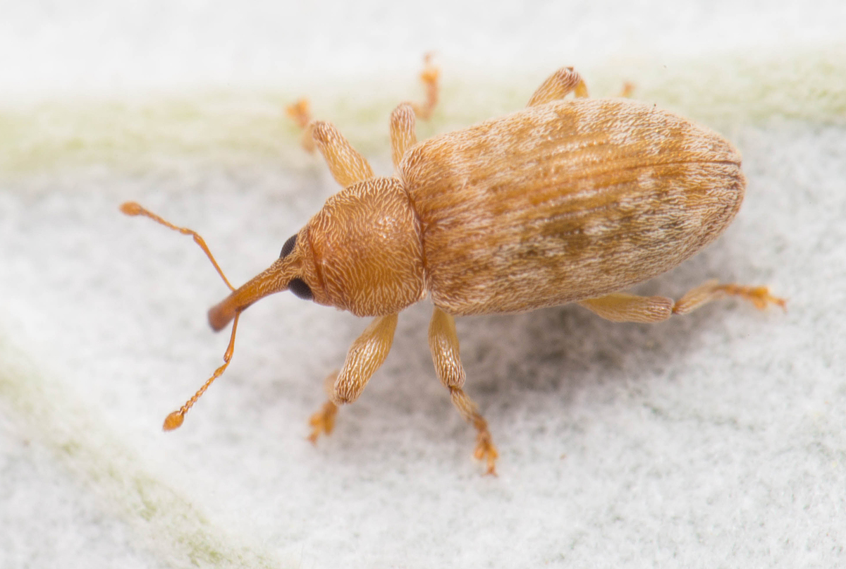 Dorytomus melanophthalmus - sárgaorrú hangormányos