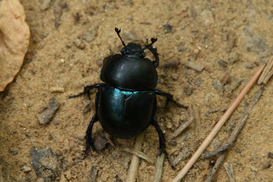 Trypocopris vernalis - tavaszi álganéjtúró