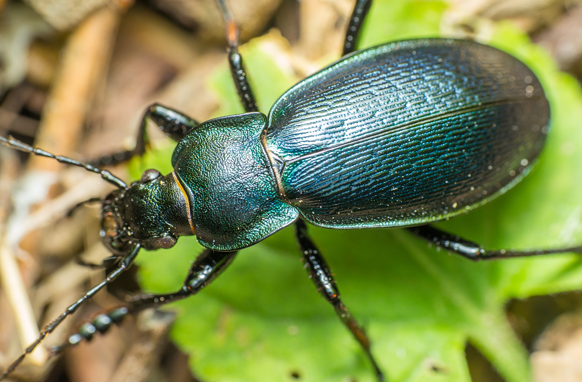 Carabus scheidleri - változó futrinka