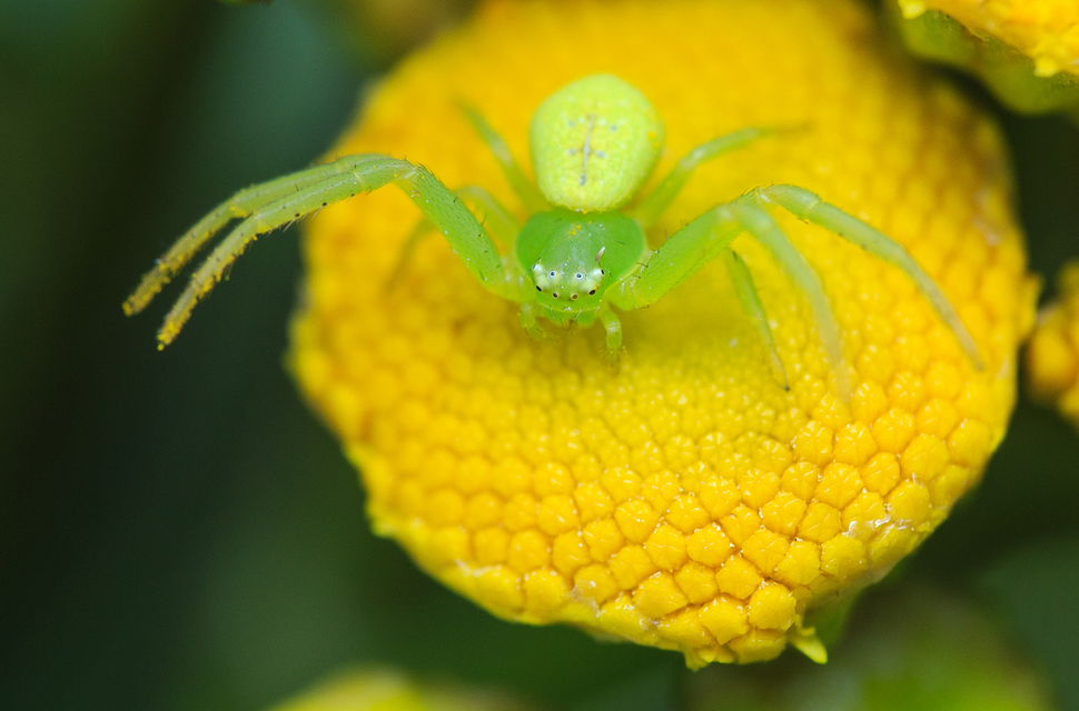 Ebrechtella tricuspidata - alakoskodó karolópók