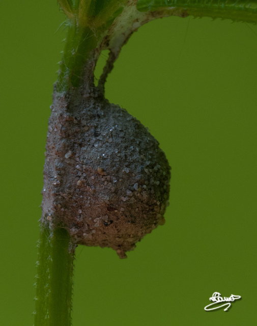Agroeca