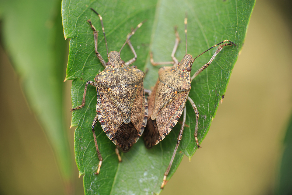 halyomorpha halys - Halyomorpha halys