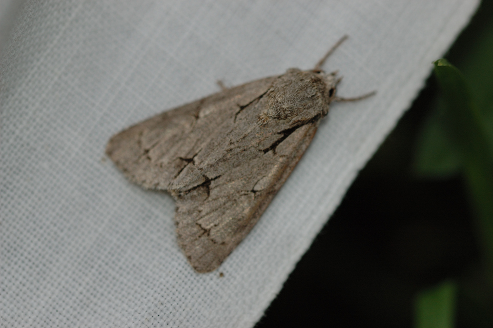 Acronicta psi - pszi-betűs szigonyosbagoly