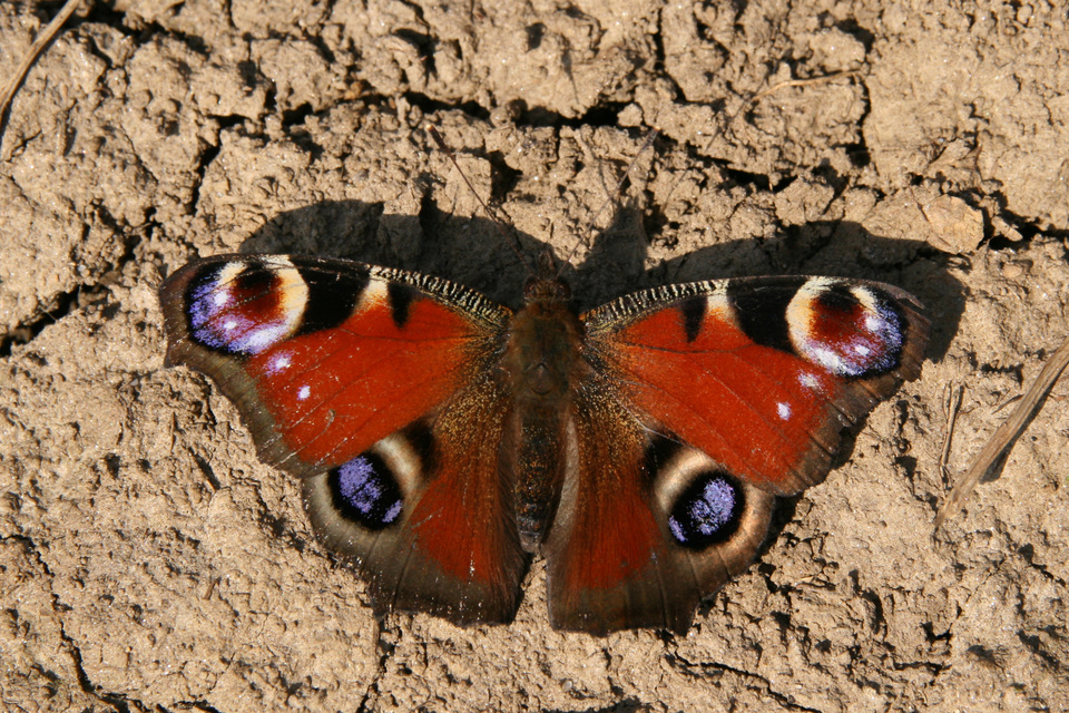 Nymphalis io - nappali pávaszem