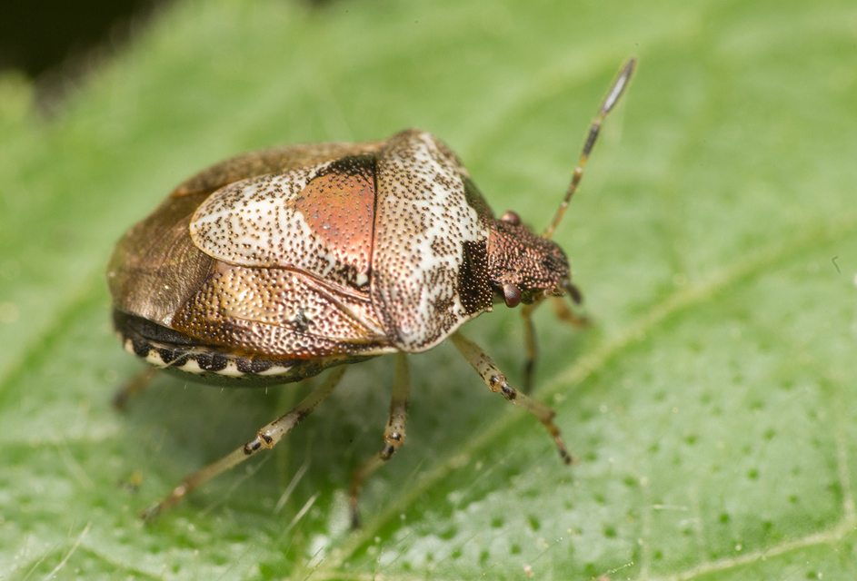 Stagonomus venustissimus - foltos feketefejű-poloska Stagonomus venustissimus - foltos feketefejű-poloska