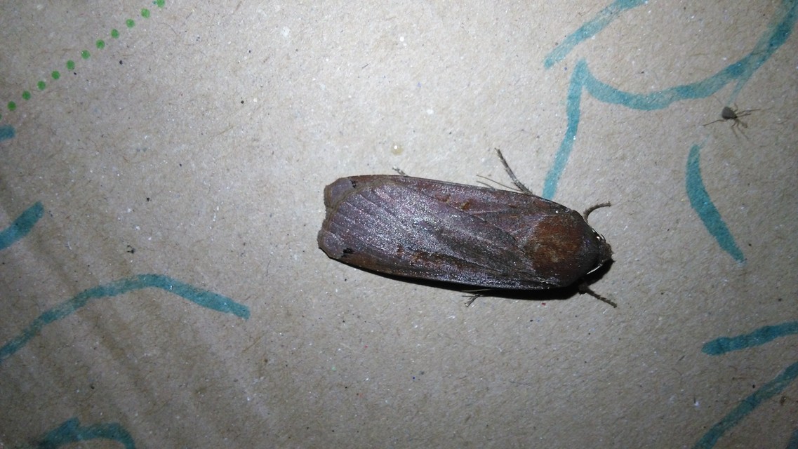 Noctua pronuba - nagy sárgafűbagoly