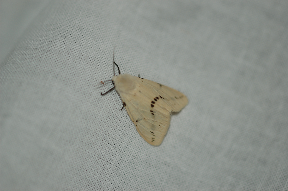 Spilarctia lutea - sárgás medvelepke