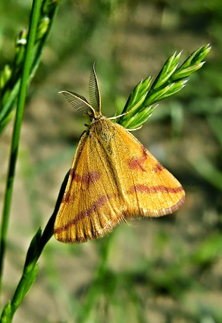 Lythria purpuraria - bíborsávos araszoló