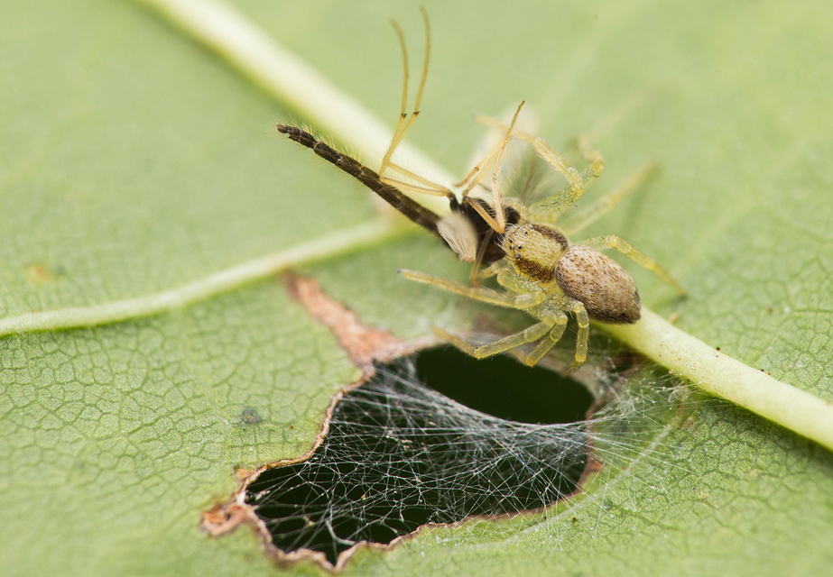 Philodromus