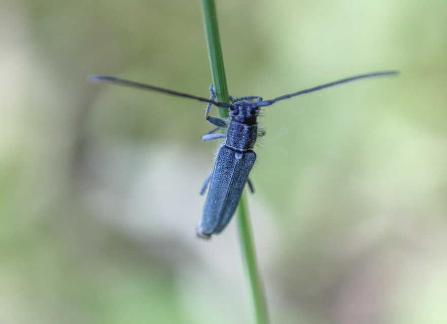 Phytoecia coerulescens - kígyósziszcincér