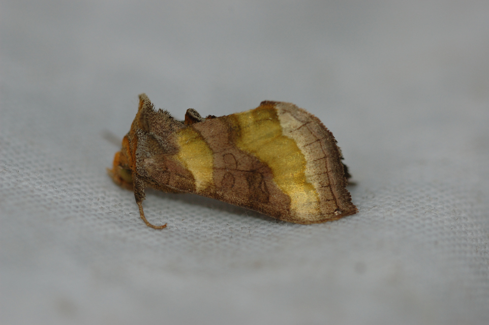 Diachrysia chrysitis/stenochrysis