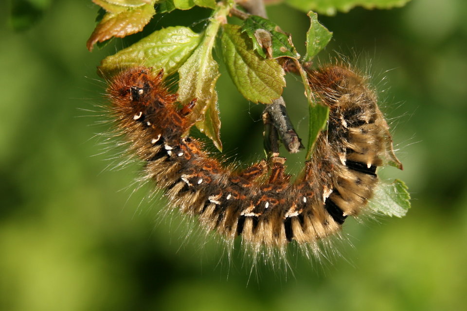 Lasiocampa quercus - tölgyfaszövő