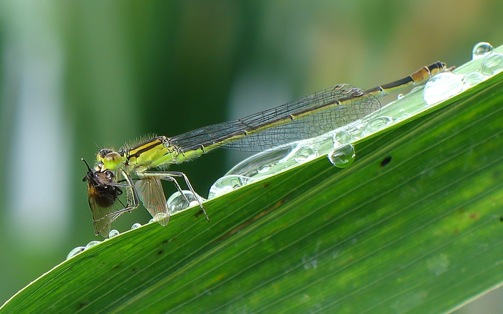 Ischnura elegans