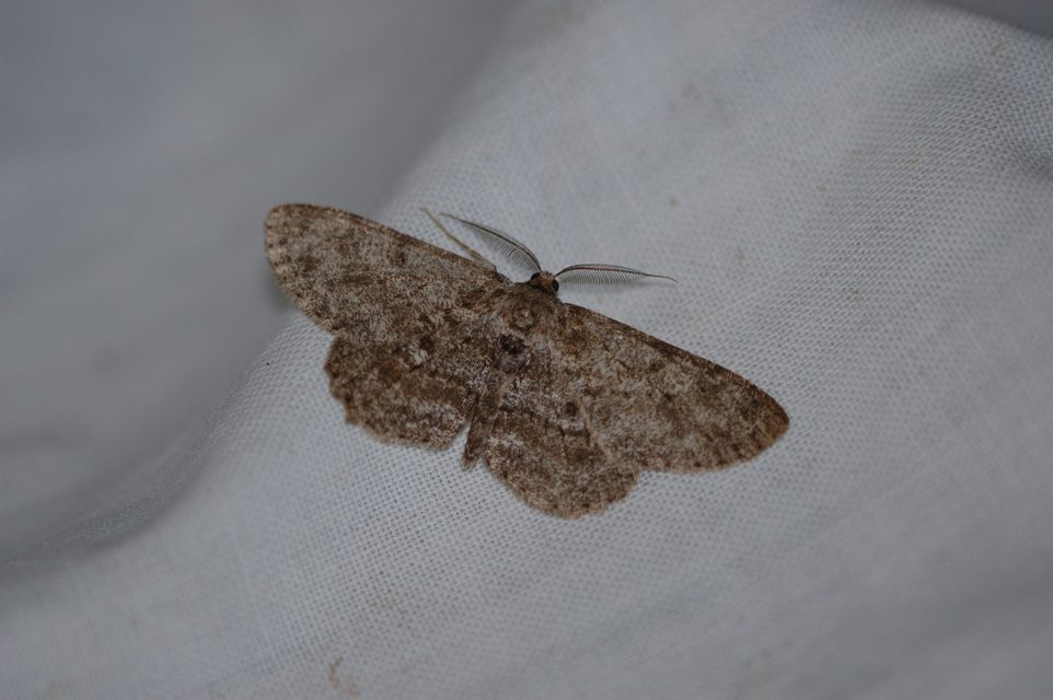 Hypomecis punctinalis - pettyes faaraszoló