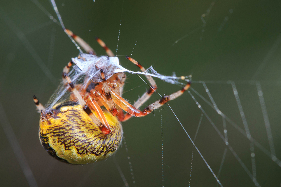 Araneus marmoreus - márványos keresztespók