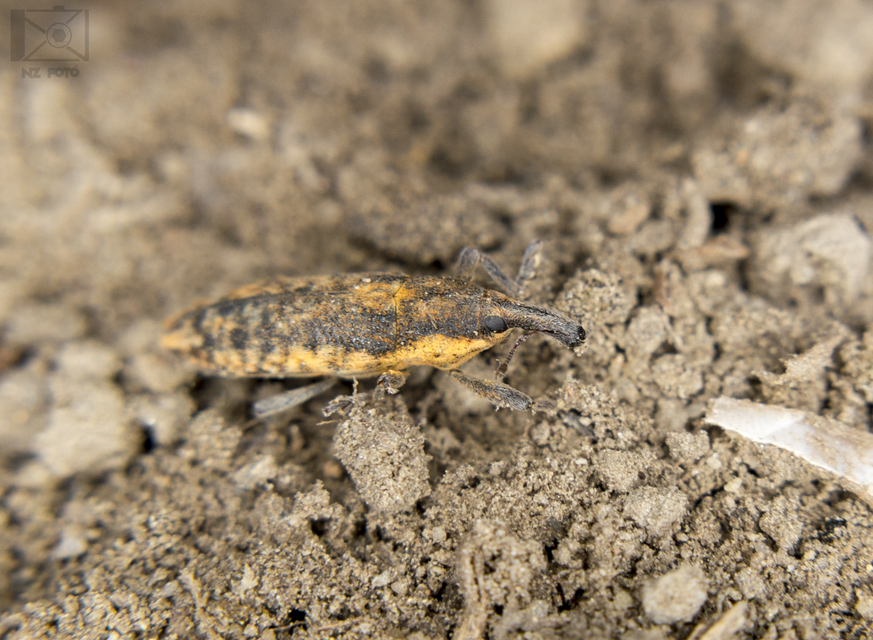 Lixus subtilis - disznóparéj-dudvabarkó