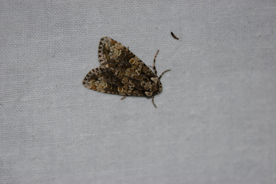 Craniophora ligustri - fagyalbagoly