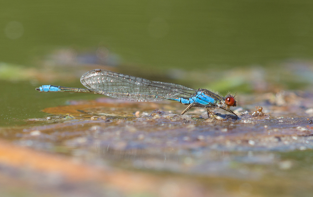 Erythromma viridulum - kis pirosszemű-légivadász