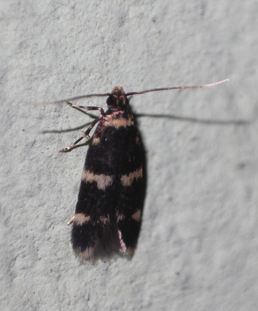 Oegoconia