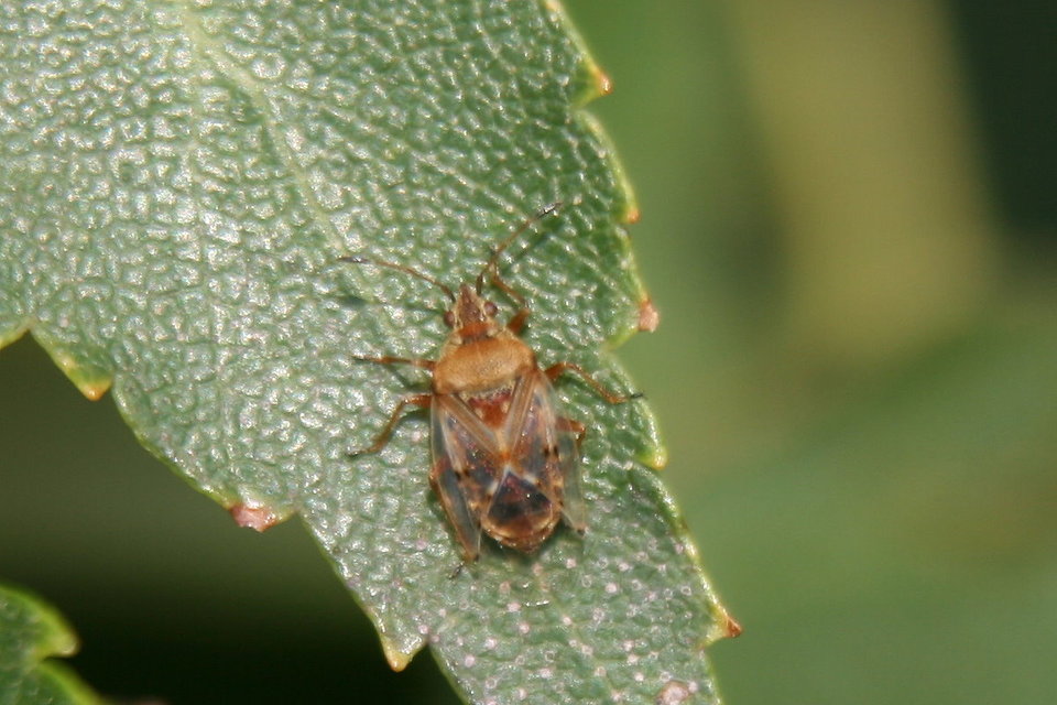 Kleidocerys resedae - nyírbodobács