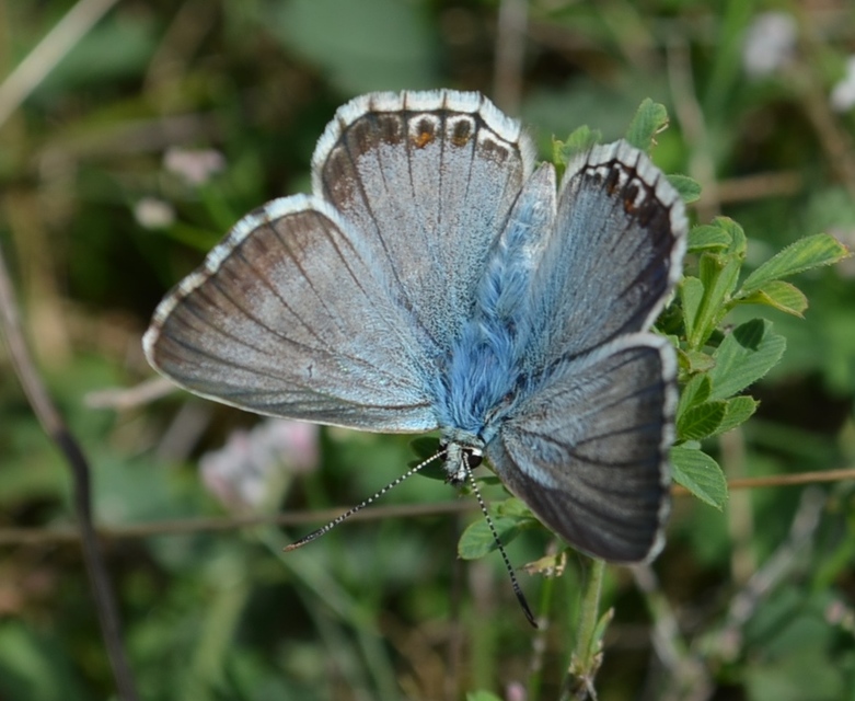 Polyommatus coridon - ezüstkék boglárka