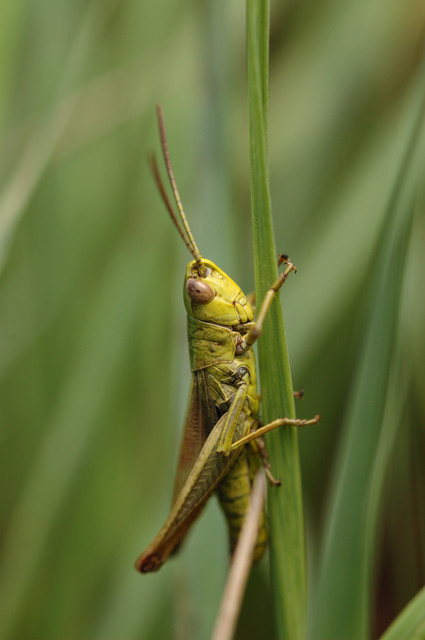 Pseudochorthippus parallelus - közönséges rétisáska