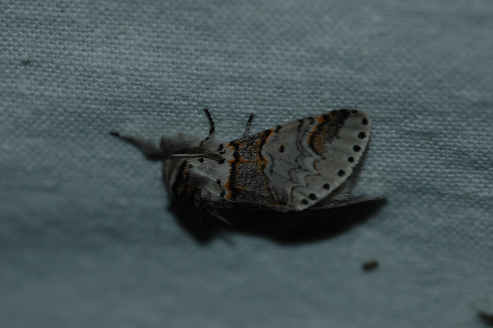 Furcula furcula - szürke púposszövő