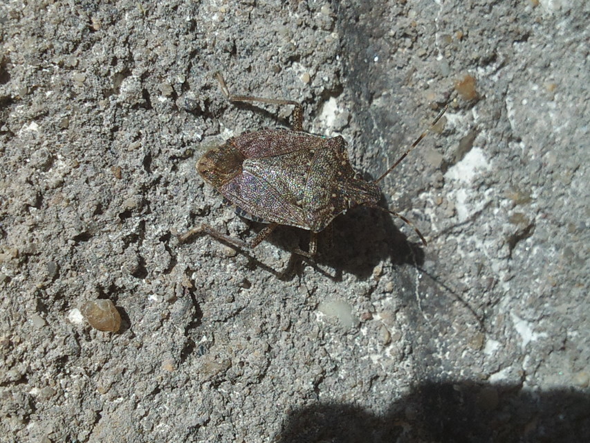 halyomorpha halys - Halyomorpha halys