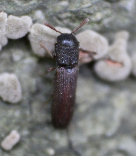 Melasis buprestoides - laposlábú tövisnyakúbogár