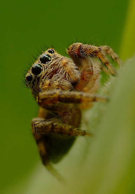 Carrhotus xanthogramma - rozsdás ugrópók