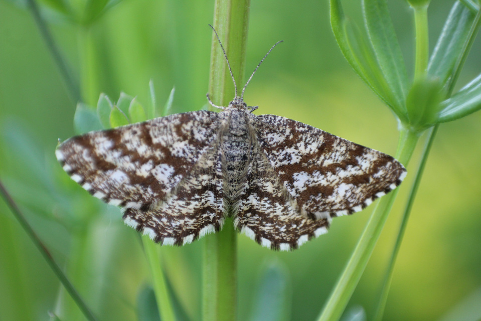 Ematurga atomaria - barna rétiaraszoló