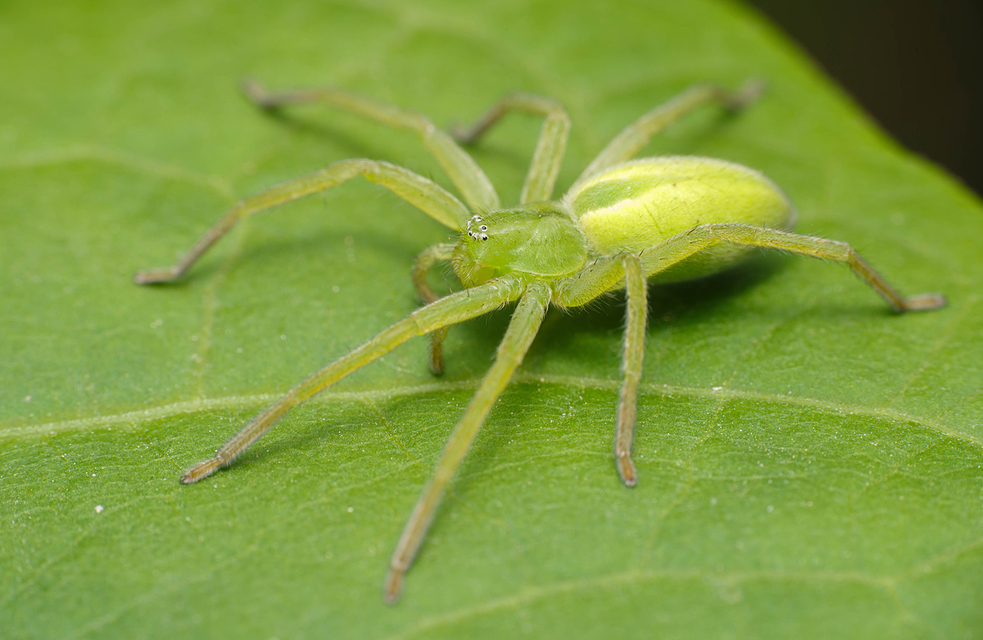 Micrommata virescens - hunyópók