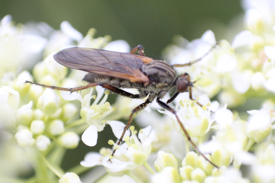 Empididae - táncoslegyek