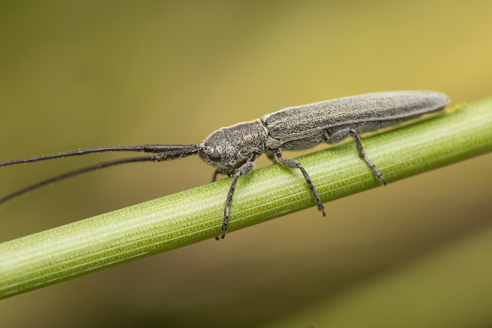 Calamobius filum - hosszúcsápú szalmacincér